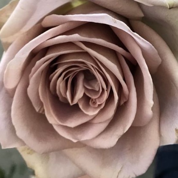 Meet your Posher, Lindsay - Picture 1 of 1